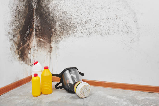 Best Black Mold Removal  in Germantown Hls, IL