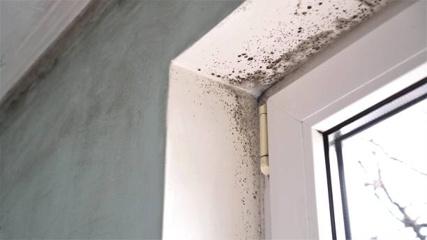 Best Emergency Mold Removal  in Germantown Hls, IL