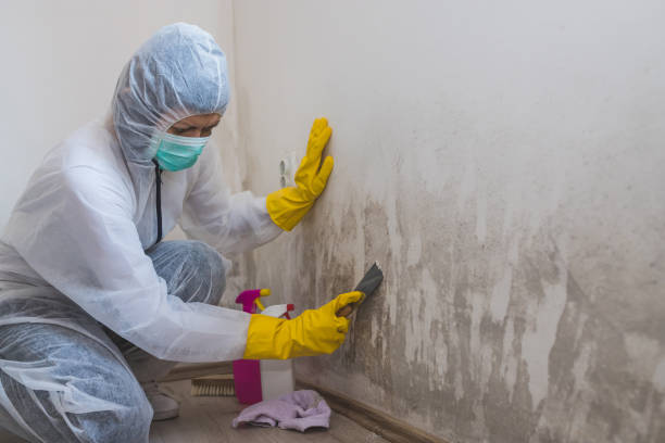 Mold Testing and Removal in Germantown Hills, IL