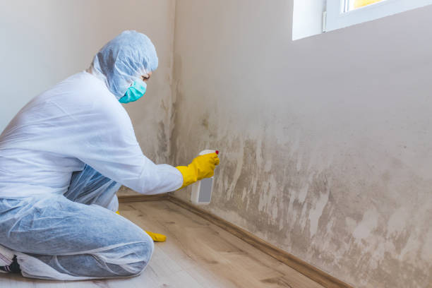 Mold Removal Process in Germantown Hills, IL