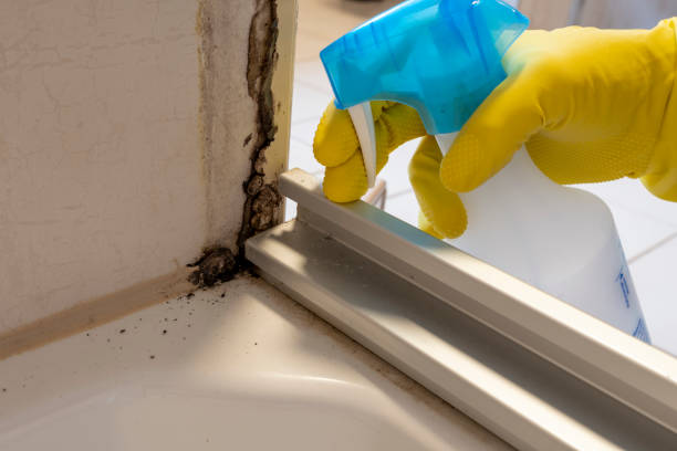 Best Toxic Mold Removal  in Germantown Hls, IL