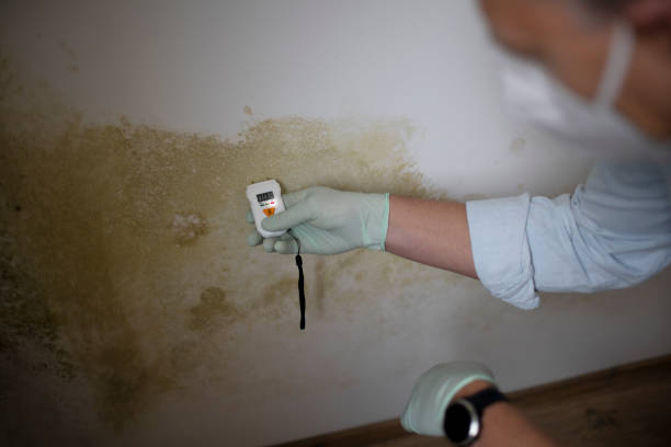 Best Professional Mold Removal  in Germantown Hls, IL