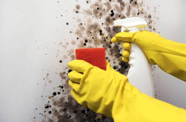Best Mold Testing and Removal  in Germantown Hls, IL