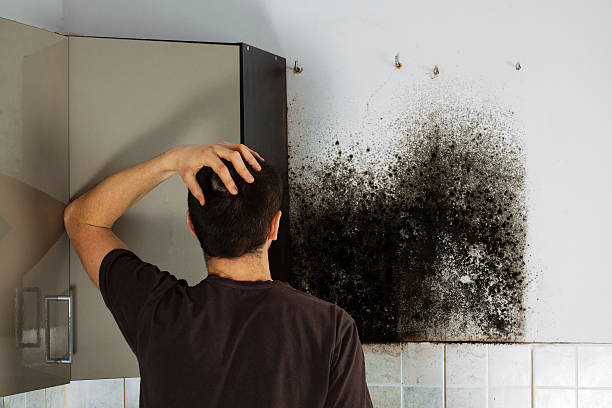 Best Residential Mold Removal  in Germantown Hls, IL
