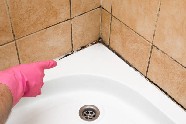 Best Office Mold Removal Services  in Germantown Hls, IL
