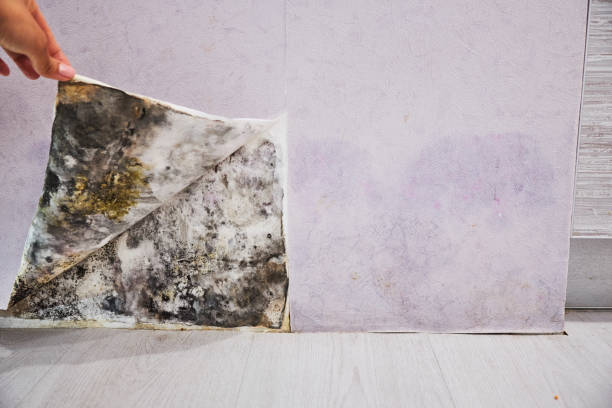 Best Mold Removal Near Me  in Germantown Hls, IL
